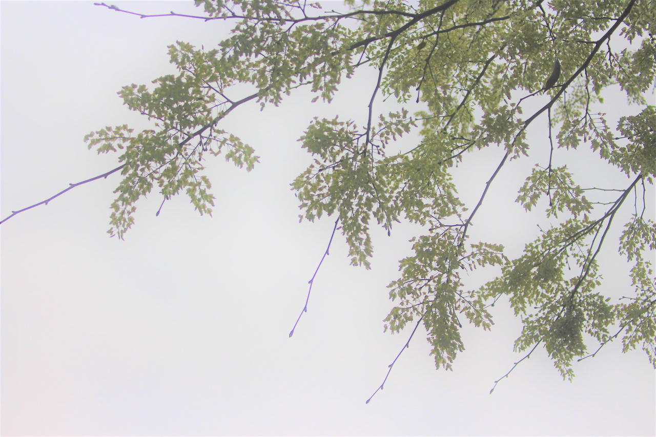 Nhiều khoảnh trời Hà Nội rạo rực màu tím hoa ban